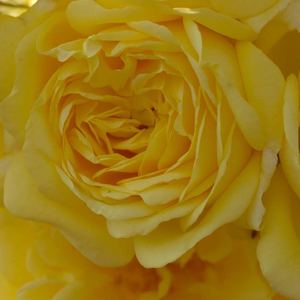 Floribunda - grandiflora ruža - Ruža - Anny Duprey® - Narudžba ruža
